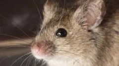 Tot ce trebuie să știți despre mouse